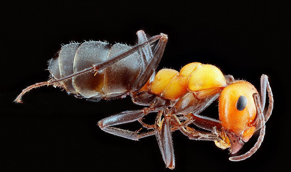 Ant Control service in Greenwood, IN