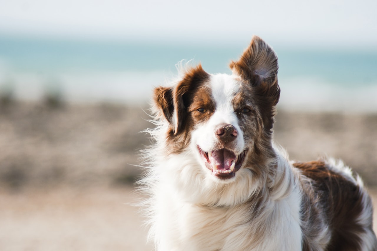 Flea & Tick Control service in Greenwood, IN