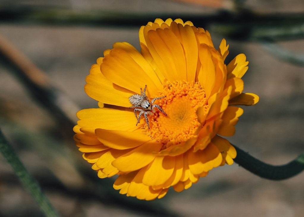 Spider Control service in Greenwood, IN